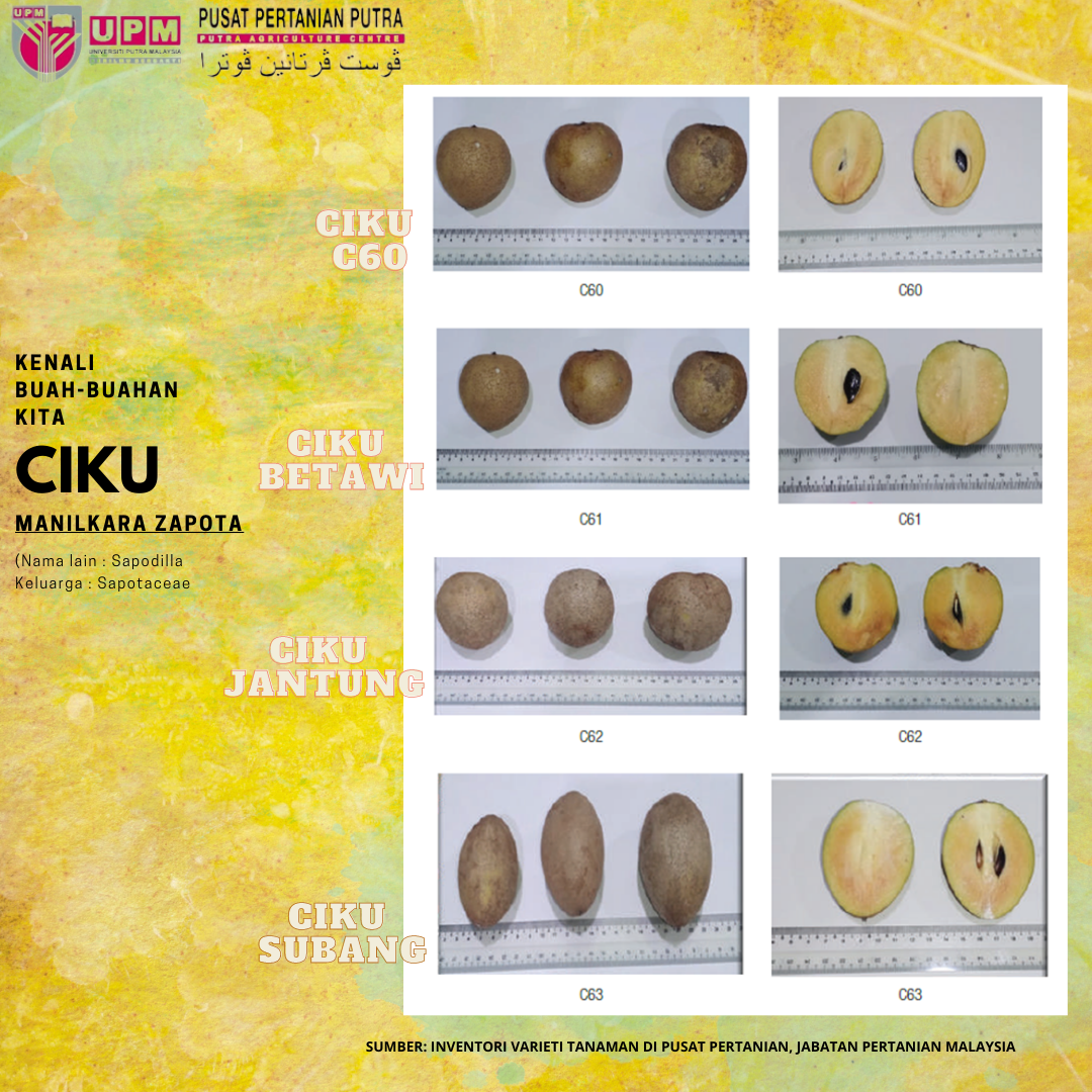 GET TO KNOW MALAYSIAN FRUITS : CIKU